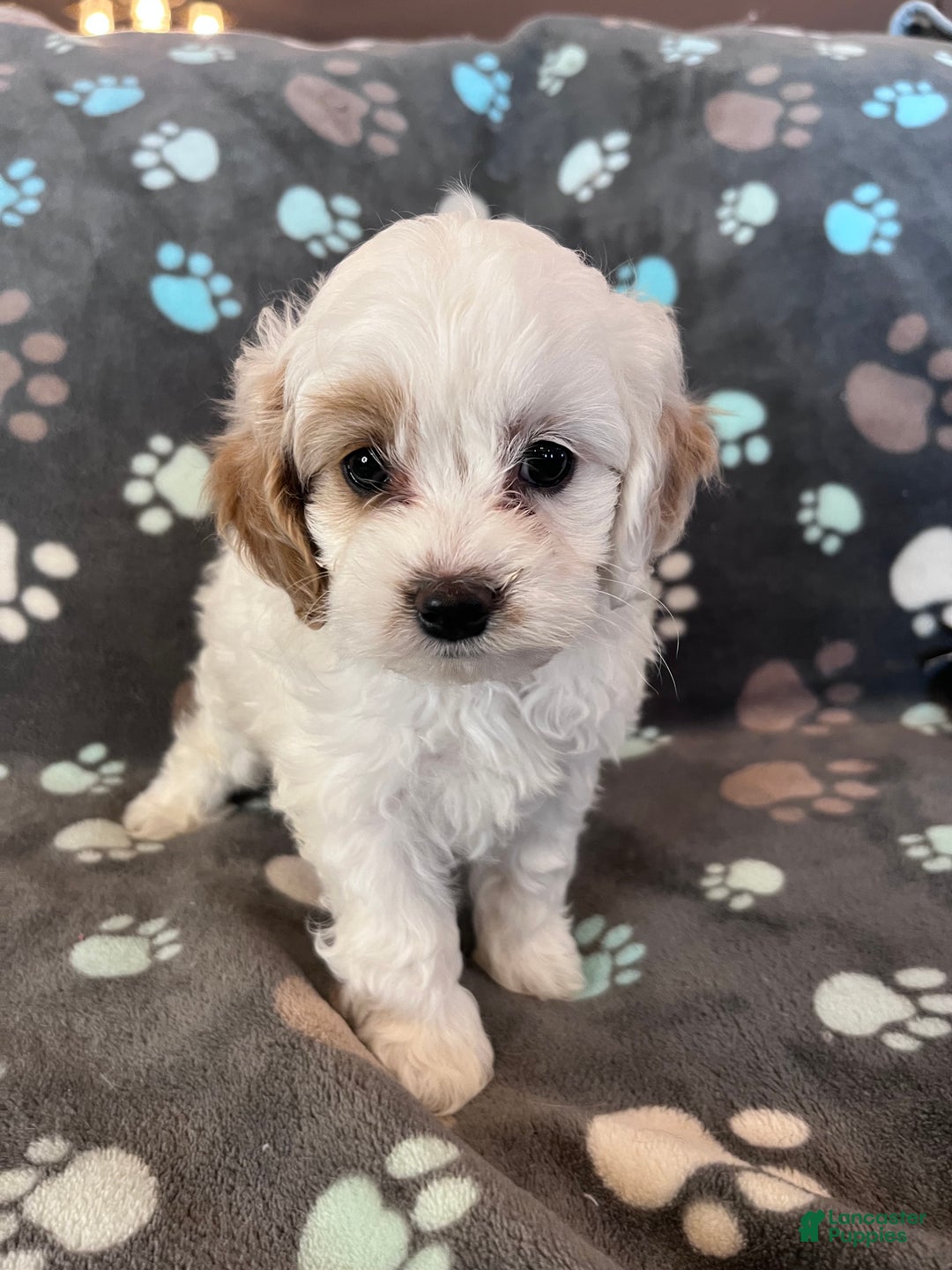 Cockapoo dogs for sale: Cockapoo Puppy 3 - Ad 10
