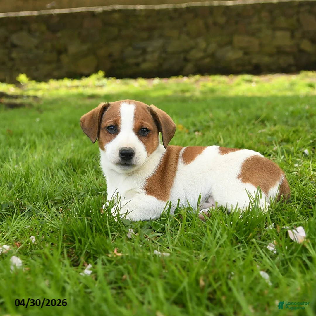 Jack Russell Terrier dogs for sale: Hamlet - Ad 2