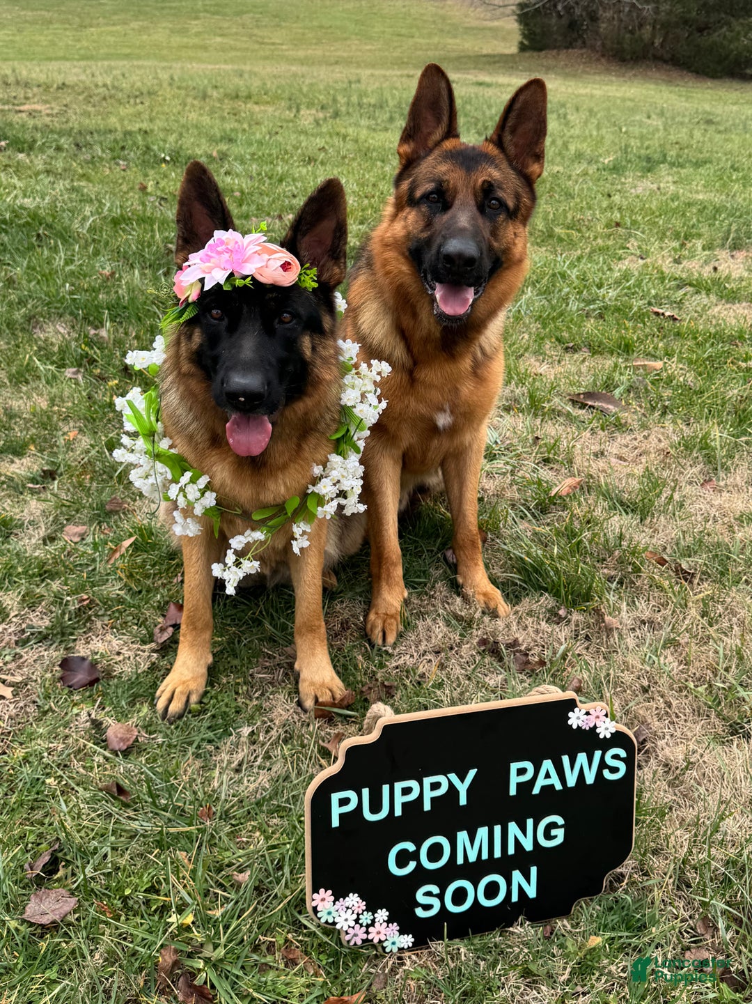 German Shepherd dogs for sale: German Shepherd Puppy 5 - Ad 4