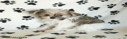 Shorkie dogs for sale: Iron - Ad 4