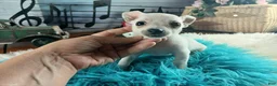 Chihuahua dogs for sale: Haleys white boy. Hand Delivery  - Ad 8