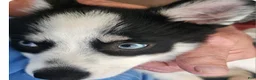 Pomsky dogs for sale: Pomsky 2 - Ad 4