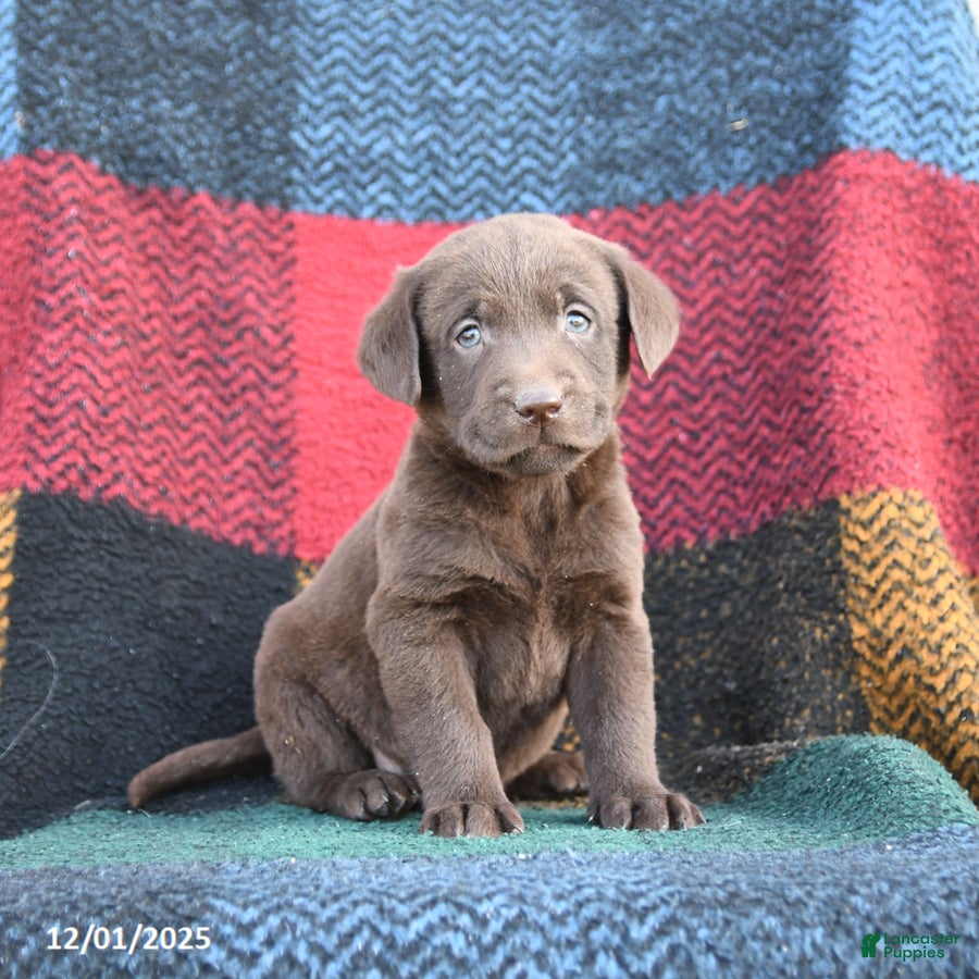 Labrador Retriever dogs Ranger - Ad 39