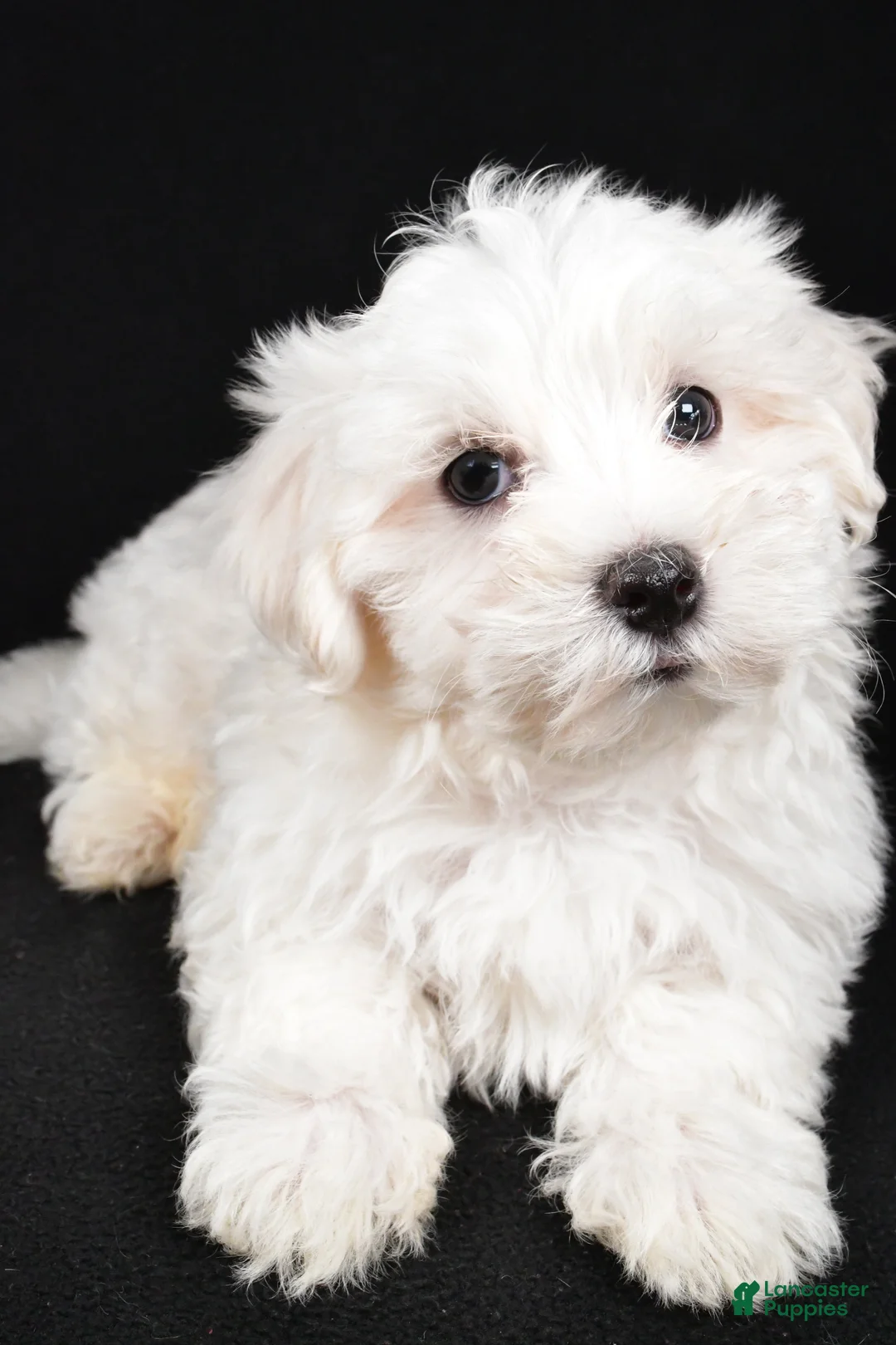 Maltese dogs for sale: Cody - Ad 7