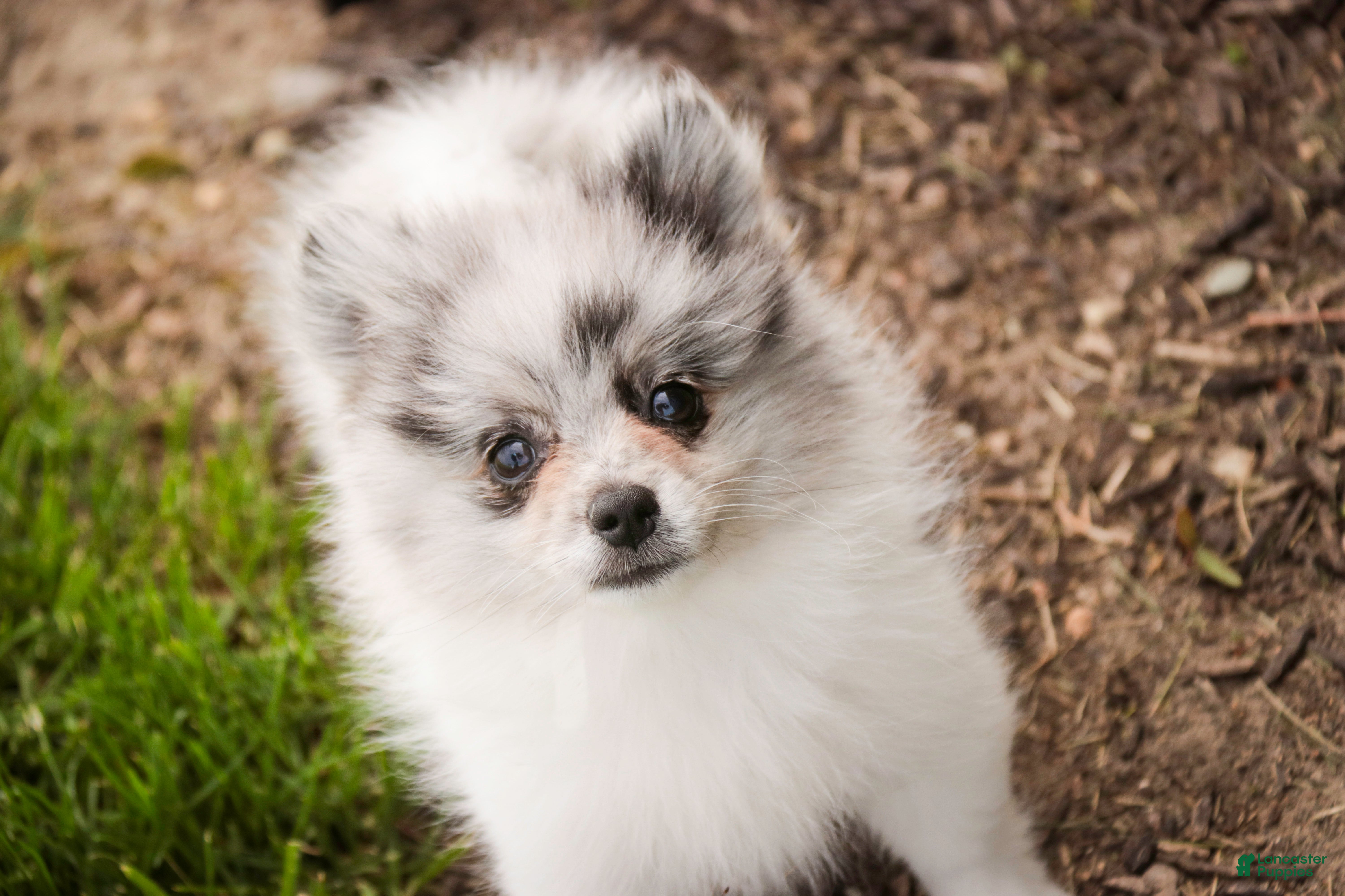 Pomeranian dogs for sale: Tripp - Ad 7