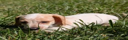Miniature Dachshund dogs for sale: Eclair - Ad 5