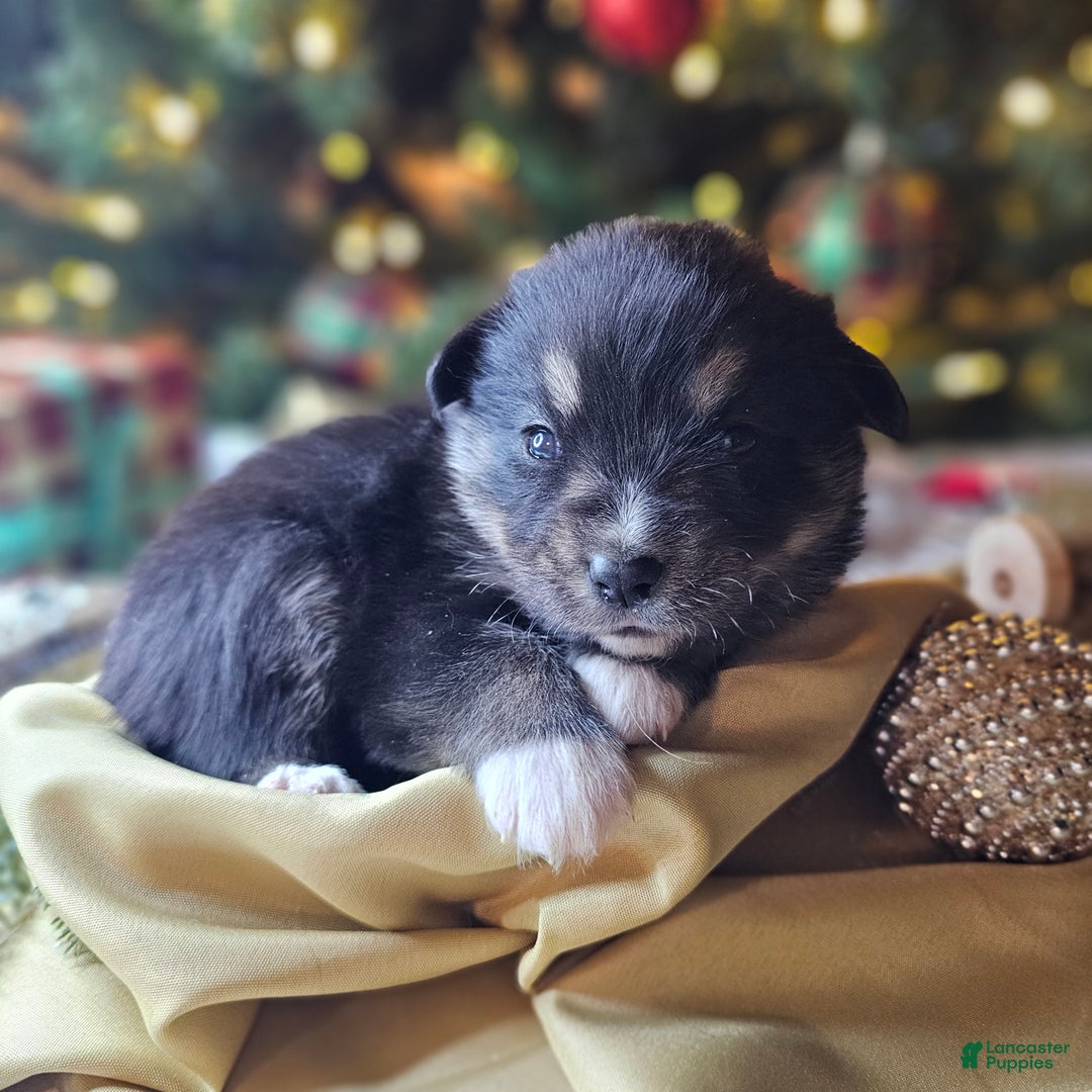 Mixed Breed dogs for sale: The Enchanted Pomalier 🐾 - Ad 34