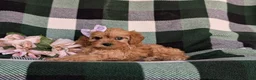 Cavapoo dogs for sale: Norah - Ad 4