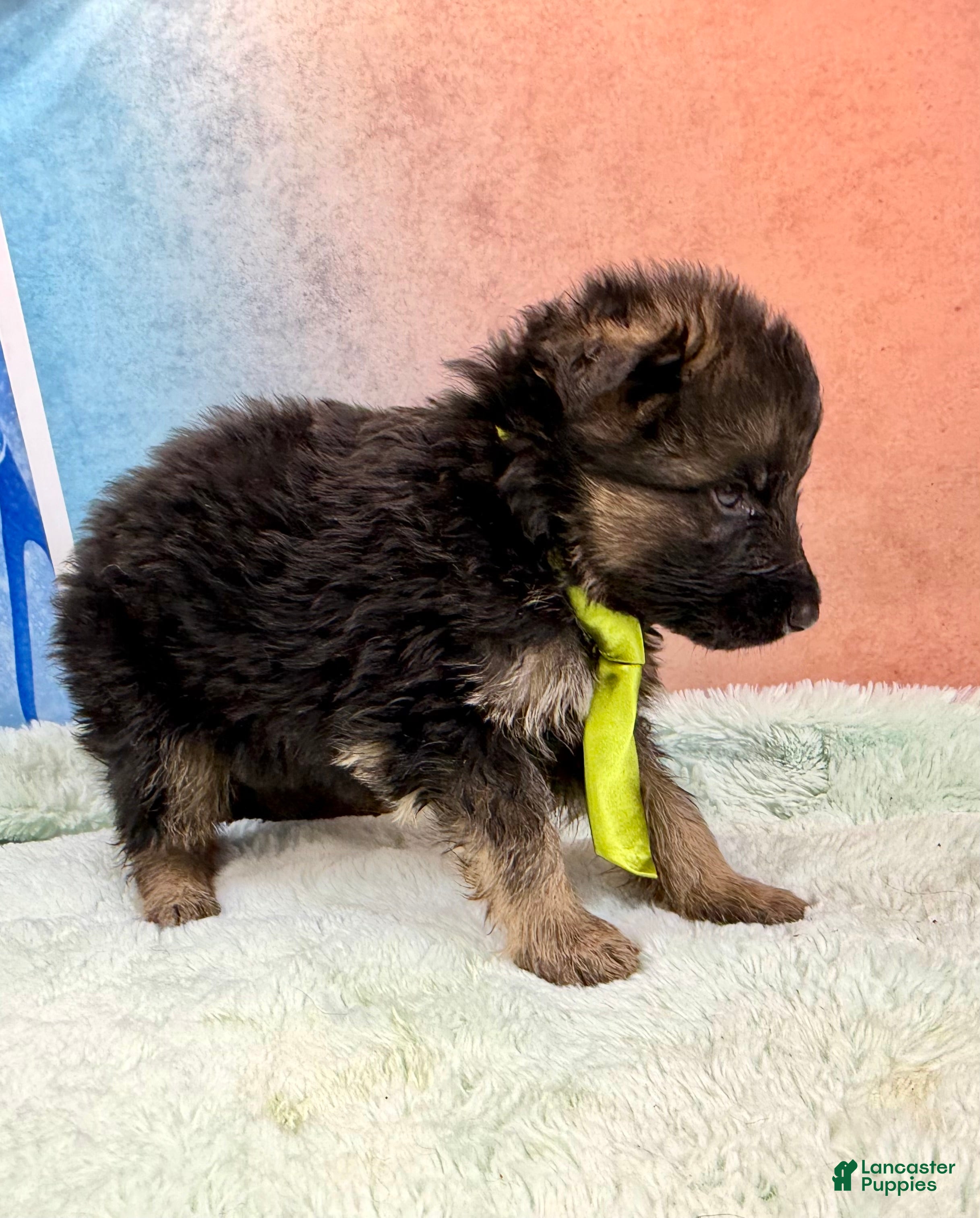 German Shepherd dogs German Shepherd Puppy 3 - Ad 19