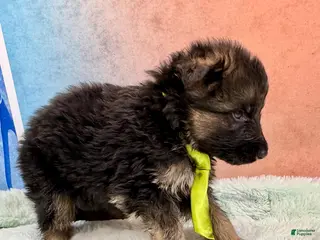 German Shepherd dogs German Shepherd Puppy 3 - Ad 41