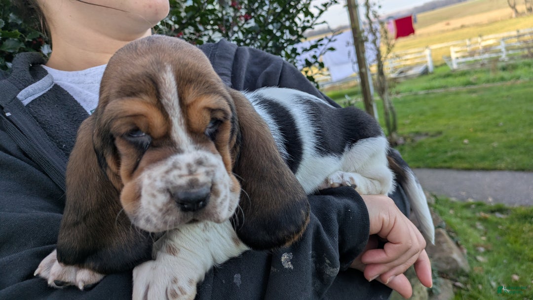 Basset Hound dogs for sale: Ty - Ad 1
