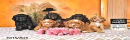 Cocker Spaniel dogs for sale: Renae - Ad 5