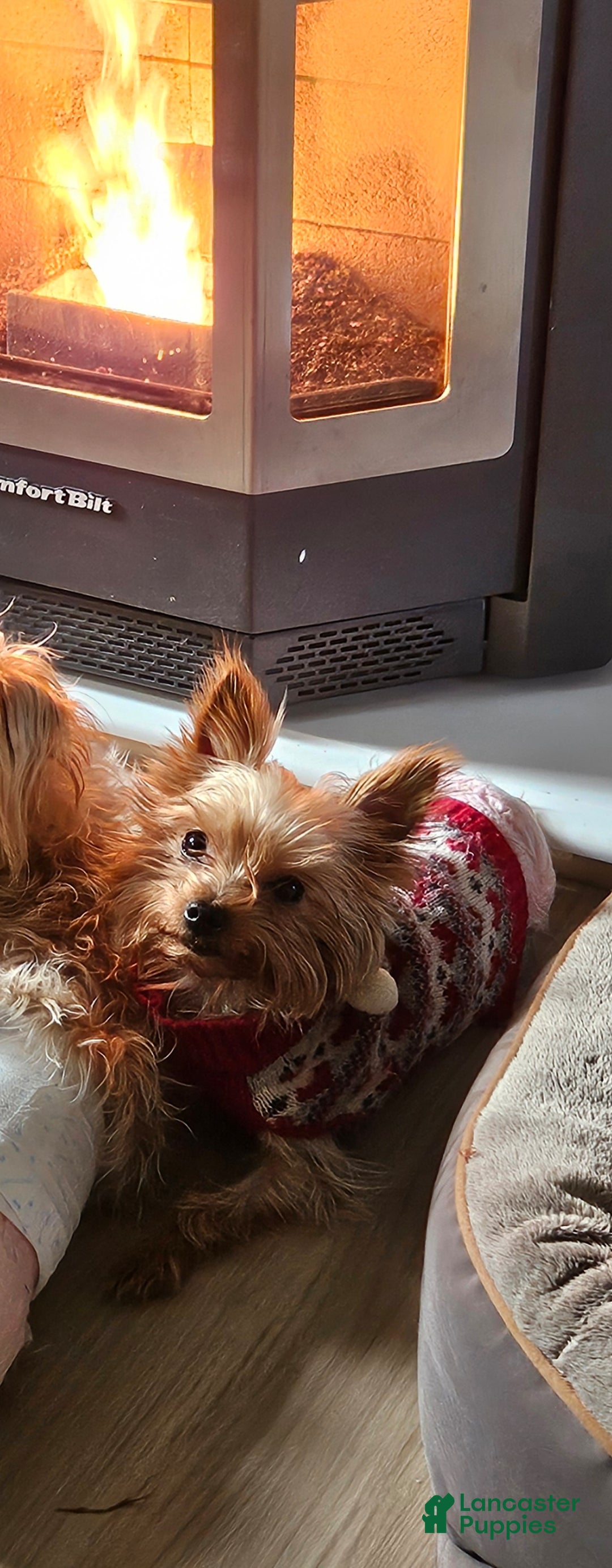 Yorkshire Terrier dogs for sale: Yorkshire Terrier Puppy 1 - Ad 1