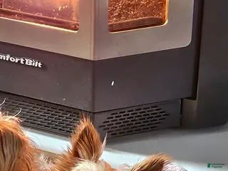 Yorkshire Terrier dogs Yorkshire Terrier Puppy 1 - Ad 19