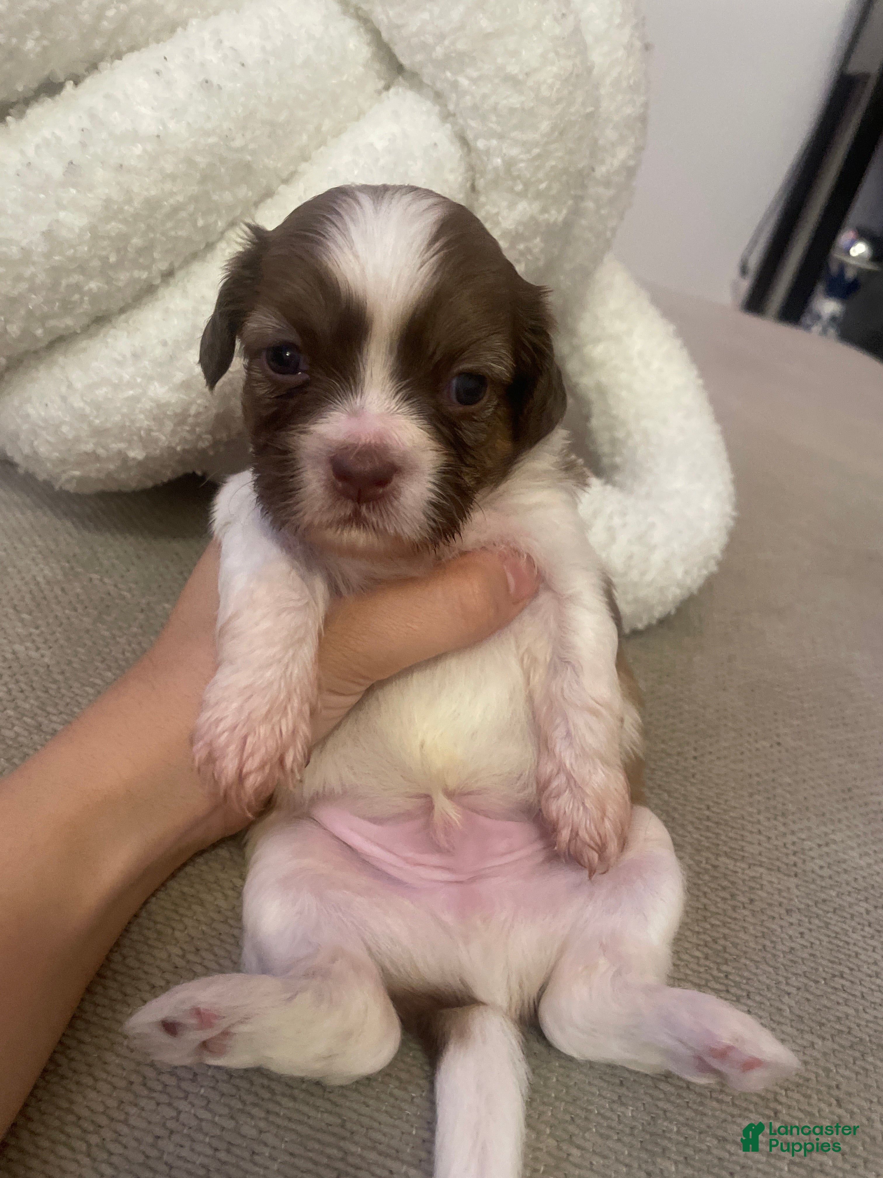 Shih Tzu dogs Shih Tzu 4 - Ad 39