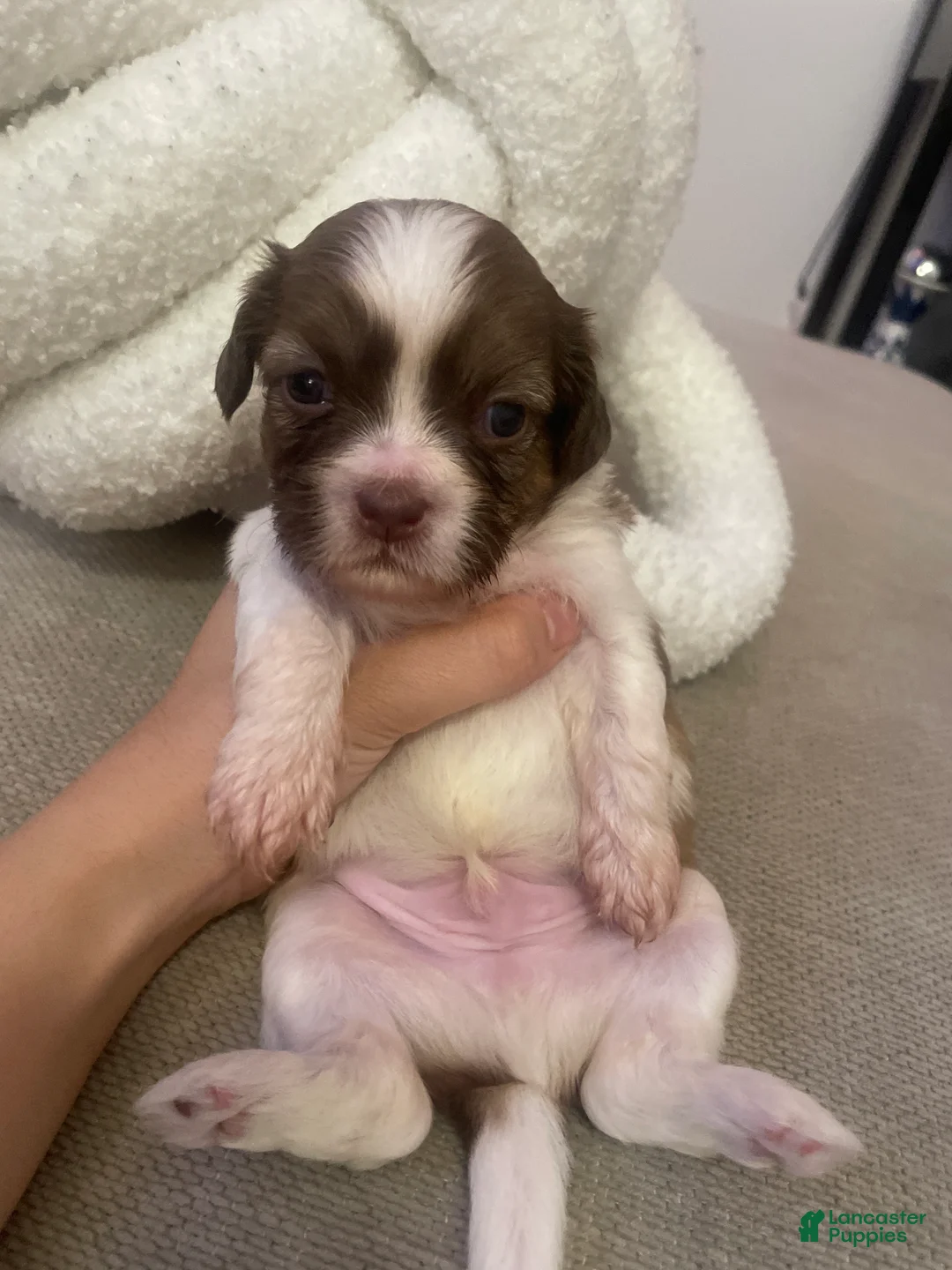 Shih Tzu dogs for sale: Shih Tzu 4 - Ad 1