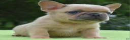 Mixed Breed dogs for sale: Peanut micro puppy  - Ad 15