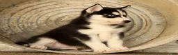 Siberian Husky dogs for sale: Bandit - Ad 3