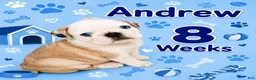 Pug dogs for sale: Andrew - Ad 2