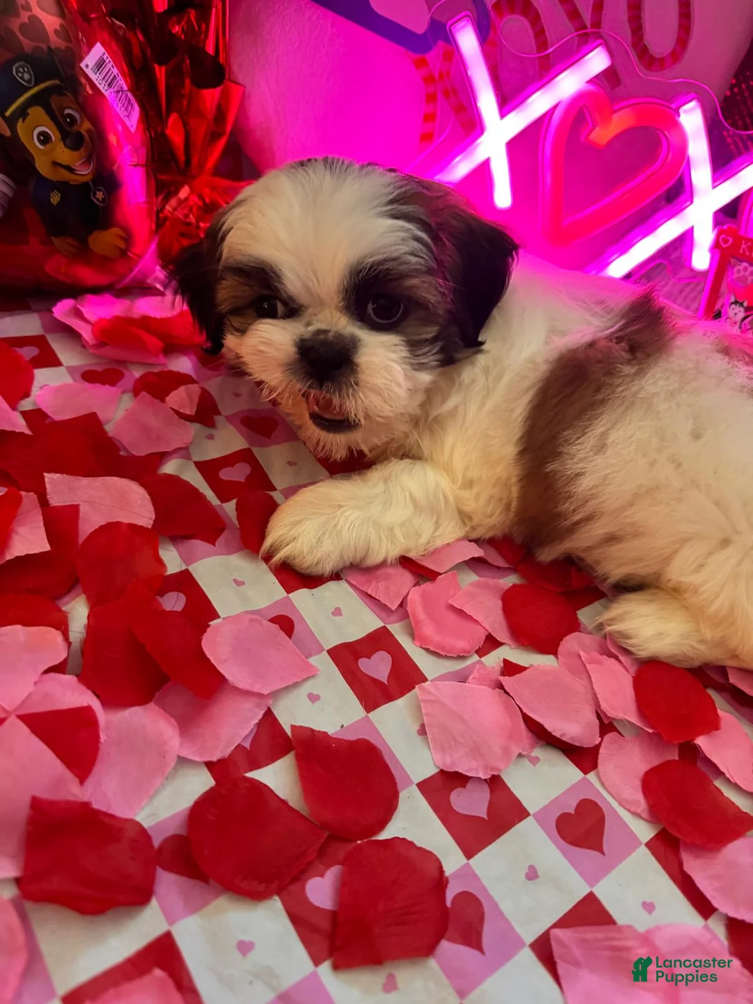 Shih Tzu dogs for sale: Shih Tzu Puppy 2 - Ad 7