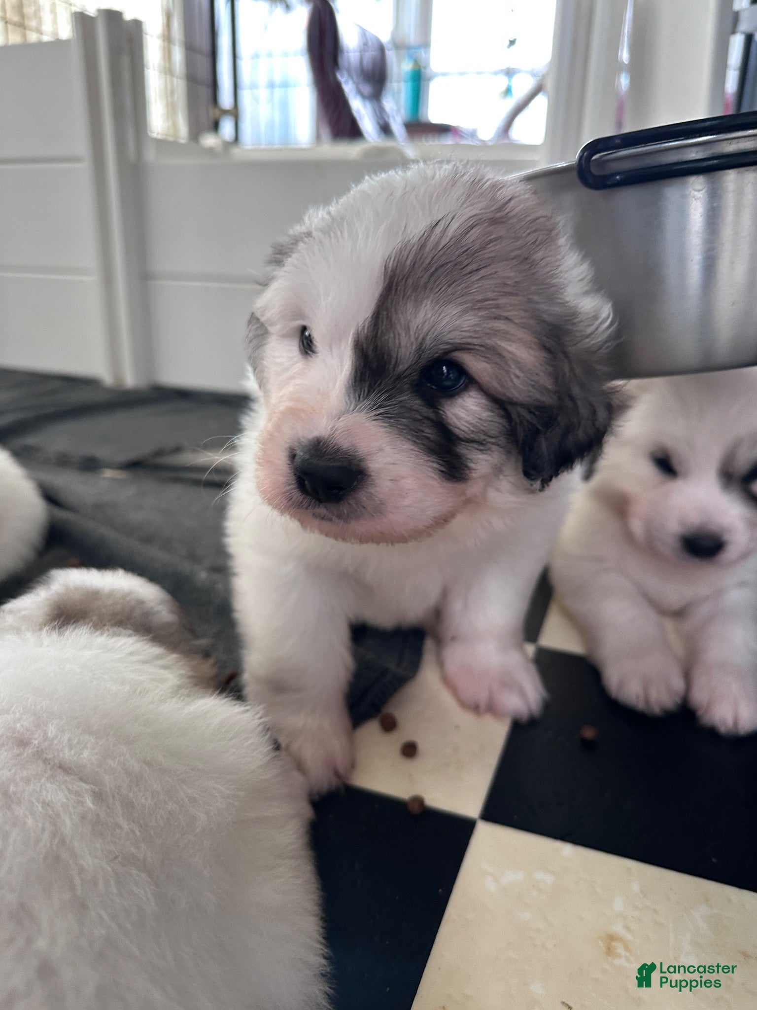 Great Pyrenees dogs Dill - Ad 1