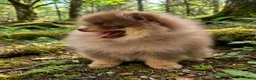 Pomeranian dogs for sale: Pomeranian 1 - Ad 5