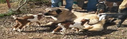 Anatolian Shepherd dogs for sale: Anatolian Shepherd 7 - Ad 7