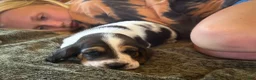 Basset Hound dogs for sale: Snoopy - Ad 4