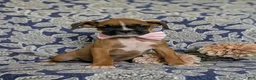 Boxer dogs for sale: Taite - Ad 4