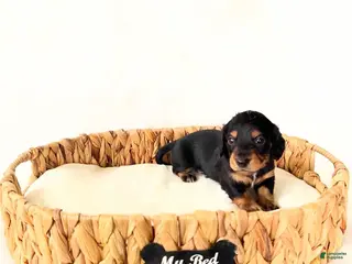 Miniature Dachshund dogs AKC Badger - Ad 6