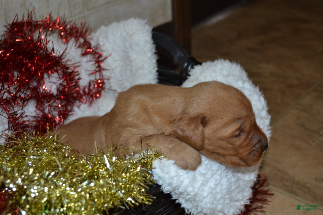 Golden Retriever dogs for sale: Silver - Ad 3