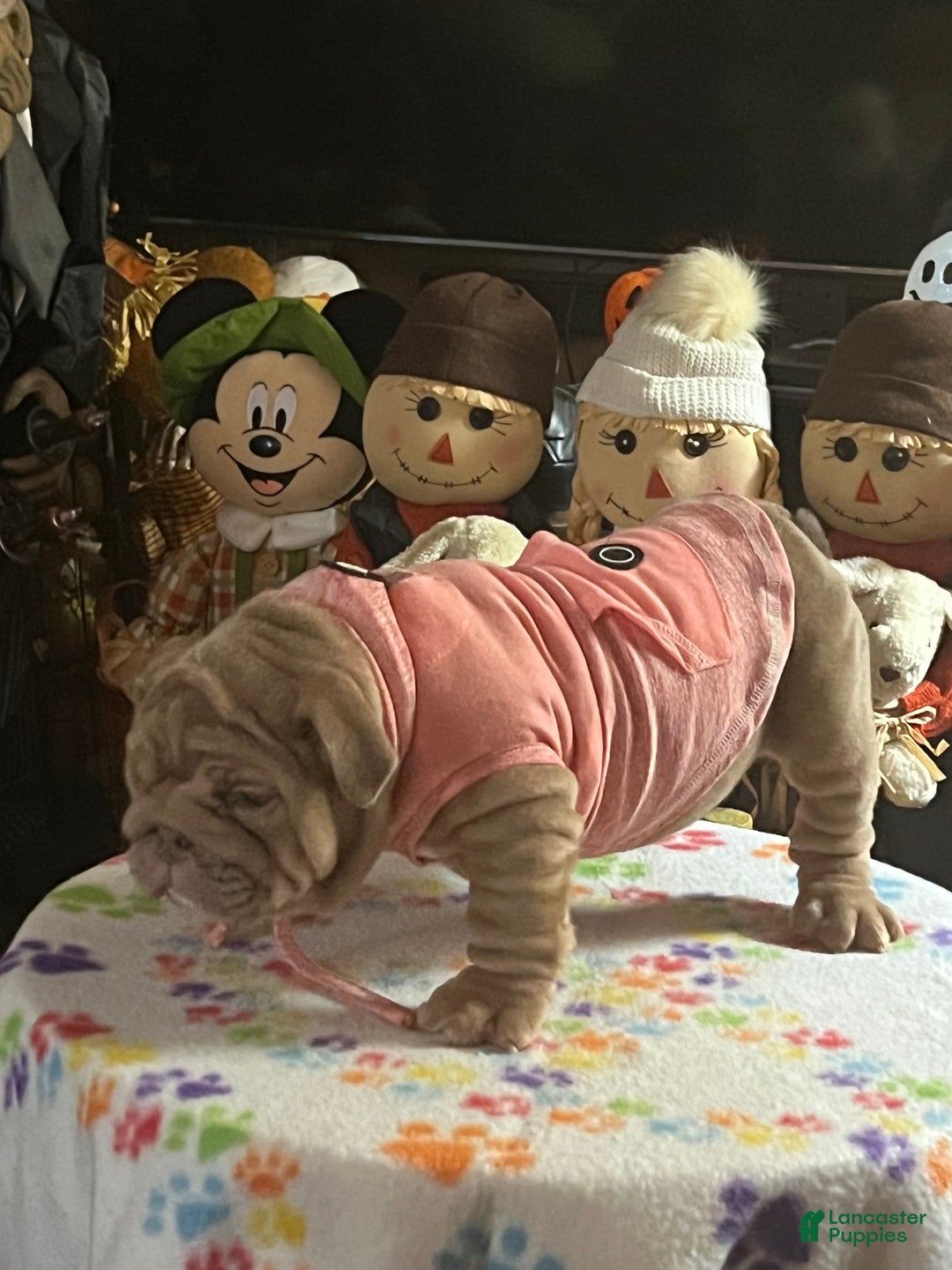 English Bulldog dogs for sale: Beatz  - Ad 4