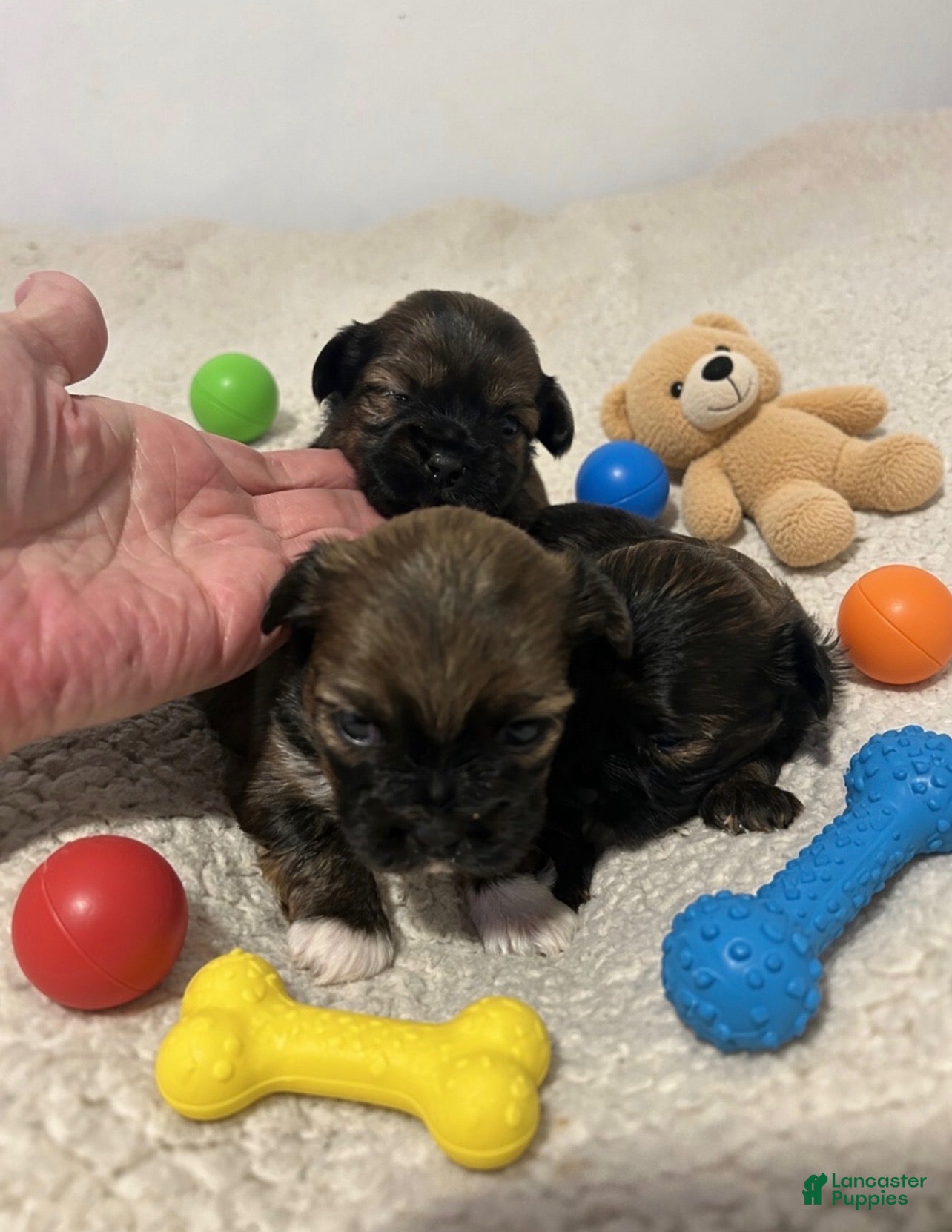 Shorkie dogs Shorkie 2 - Ad 1