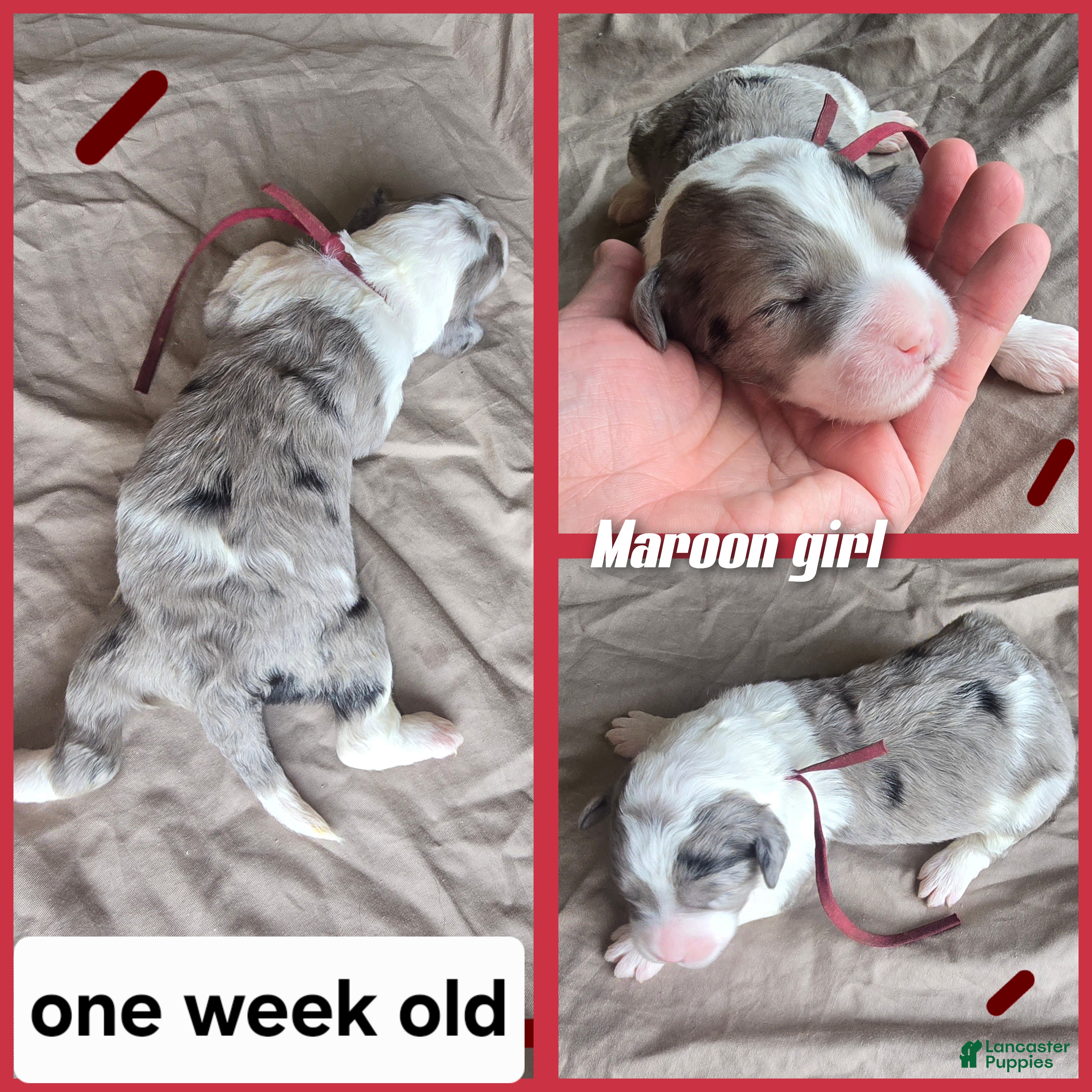 Sheepadoodle dogs Lily- maroon - Ad 21