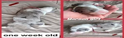 Sheepadoodle dogs for sale: Lily- maroon - Ad 5