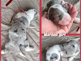 Sheepadoodle dogs Lily- maroon - Ad 21