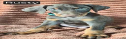 Doberman Pinscher dogs for sale: Rusty - Ad 4