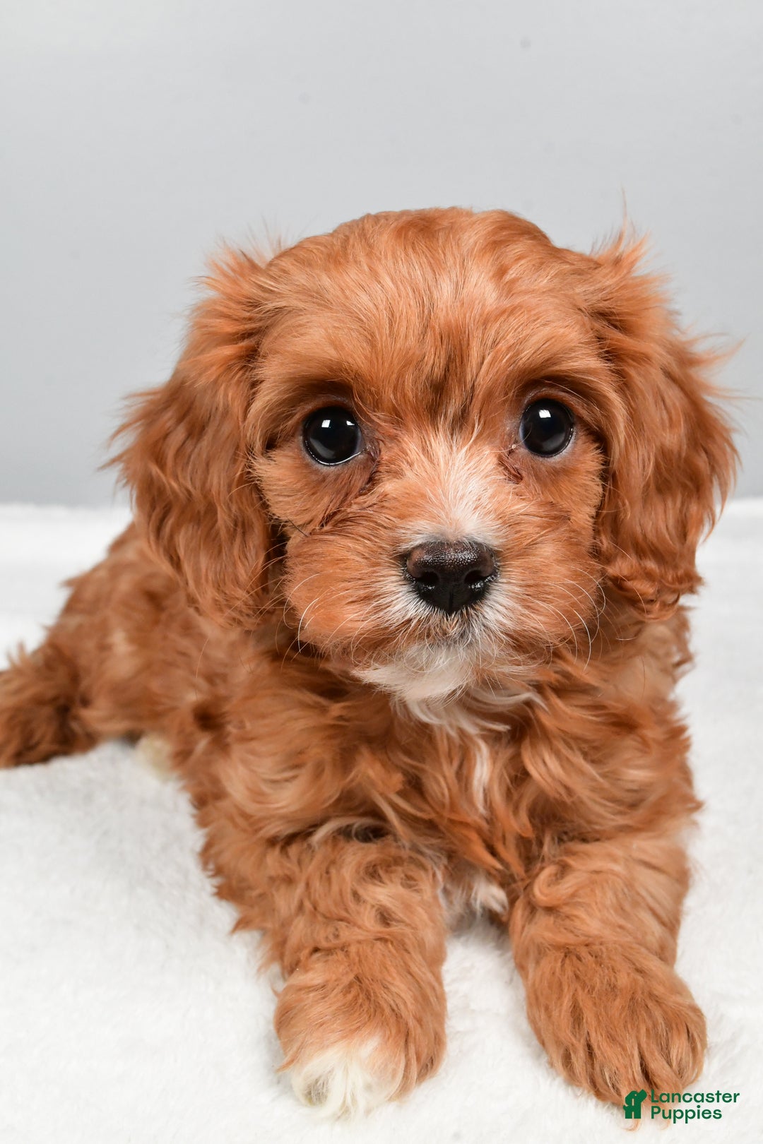 Cavapoo dogs for sale: Sasha - Ad 5