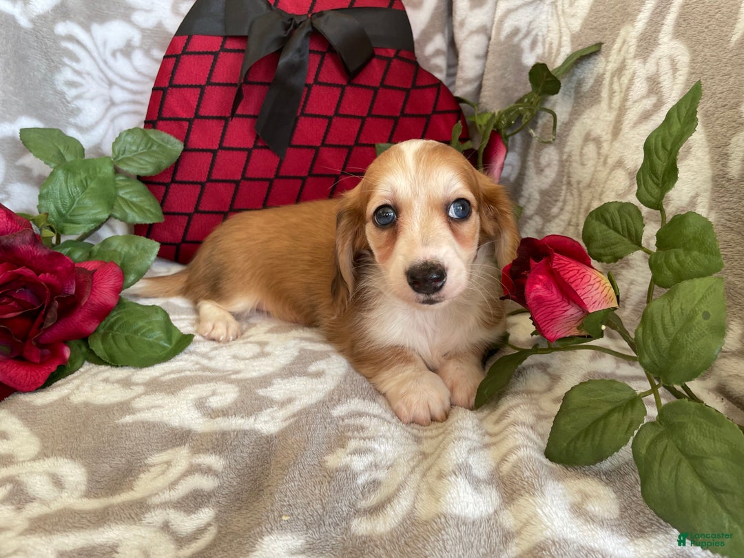 Miniature Dachshund dogs for sale: Brynn - Ad 10