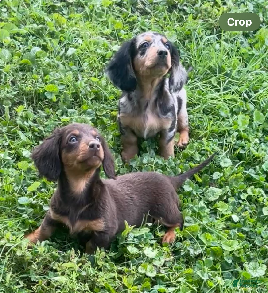 Miniature Dachshund dogs Nutella  - Ad 1