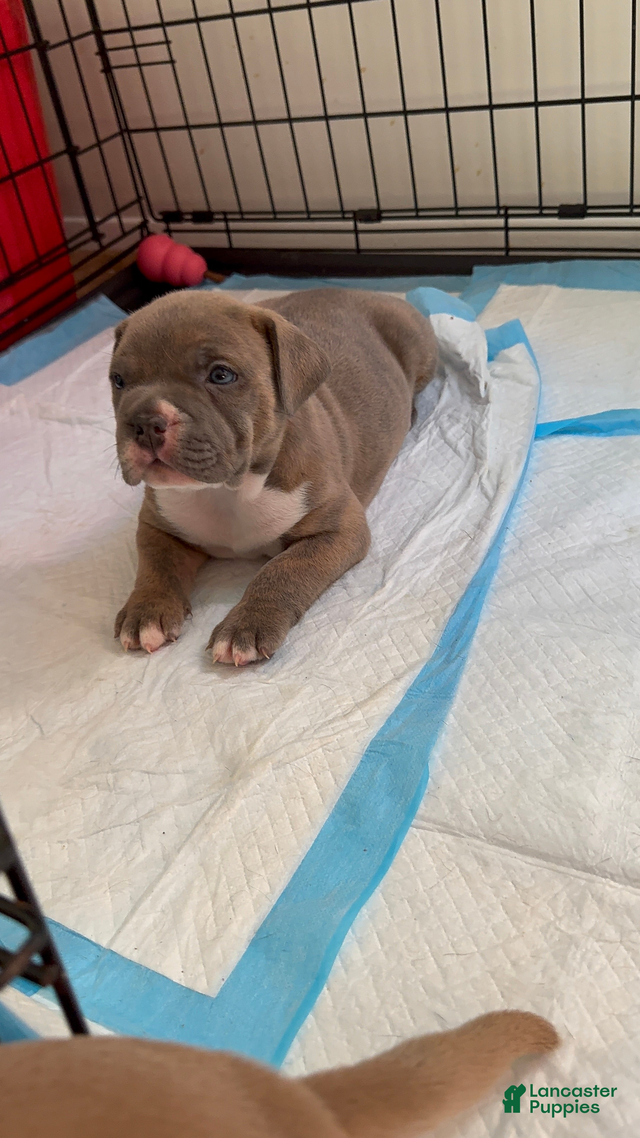 American Bully dogs American Bully Puppy KOVA - Ad 1