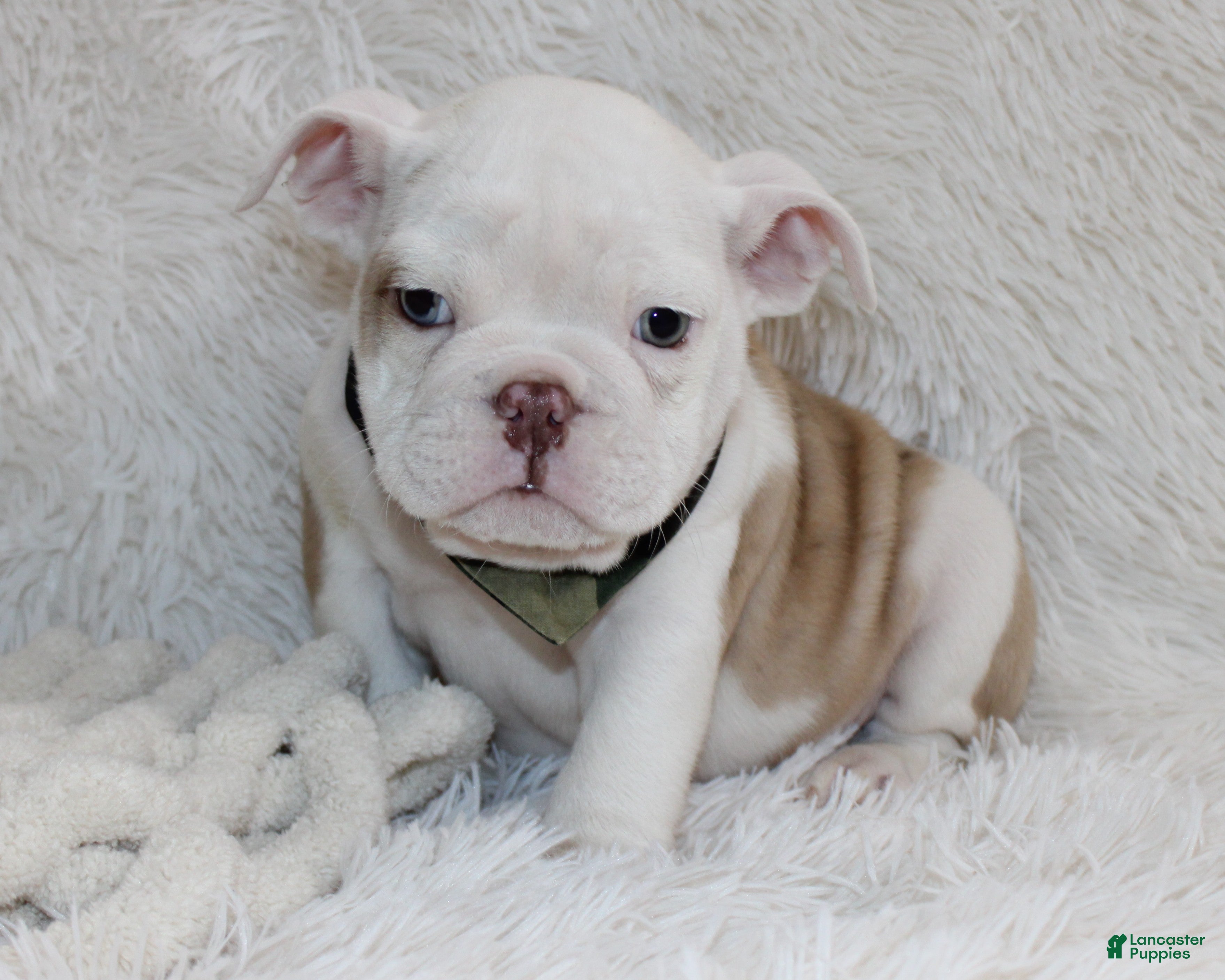 English Bulldog dogs Patrick - Ad 39