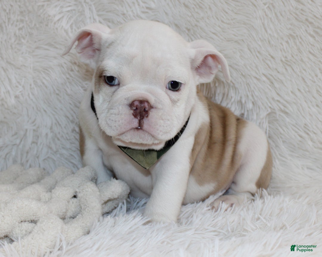 English Bulldog dogs for sale: Patrick - Ad 4
