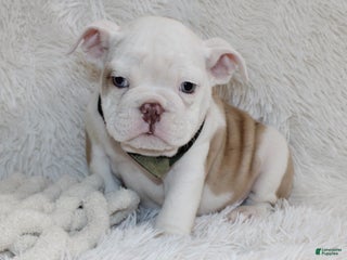 English Bulldog dogs Patrick - Ad 39