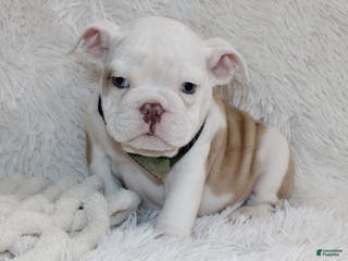 English Bulldog dogs Patrick - Ad 14