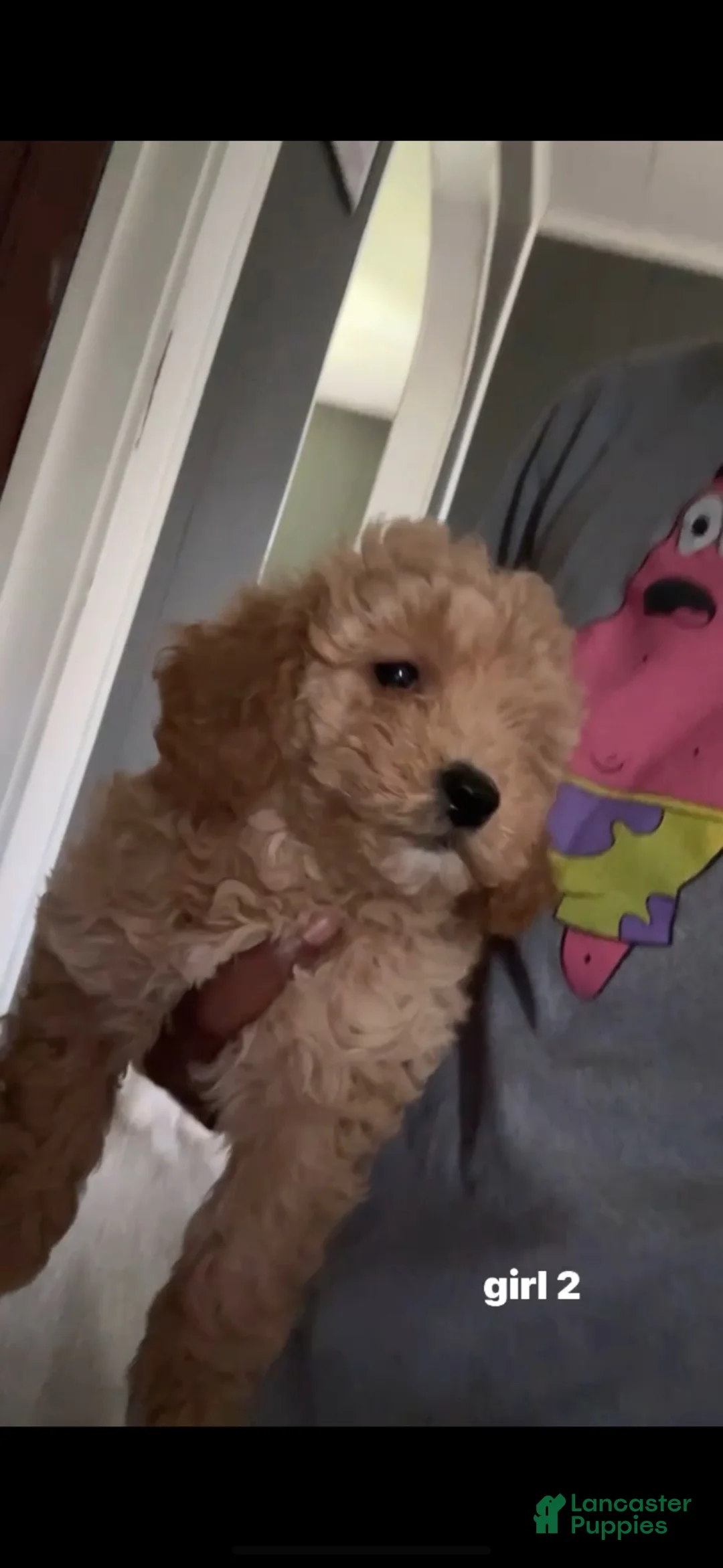 Mixed Breed dogs for sale: Doodle 1 - Ad 2