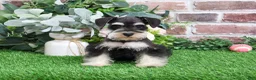 Miniature Schnauzer dogs for sale: Angel - Ad 1