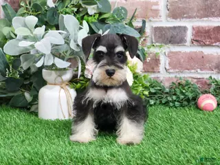 Miniature Schnauzer dogs Angel - Ad 9