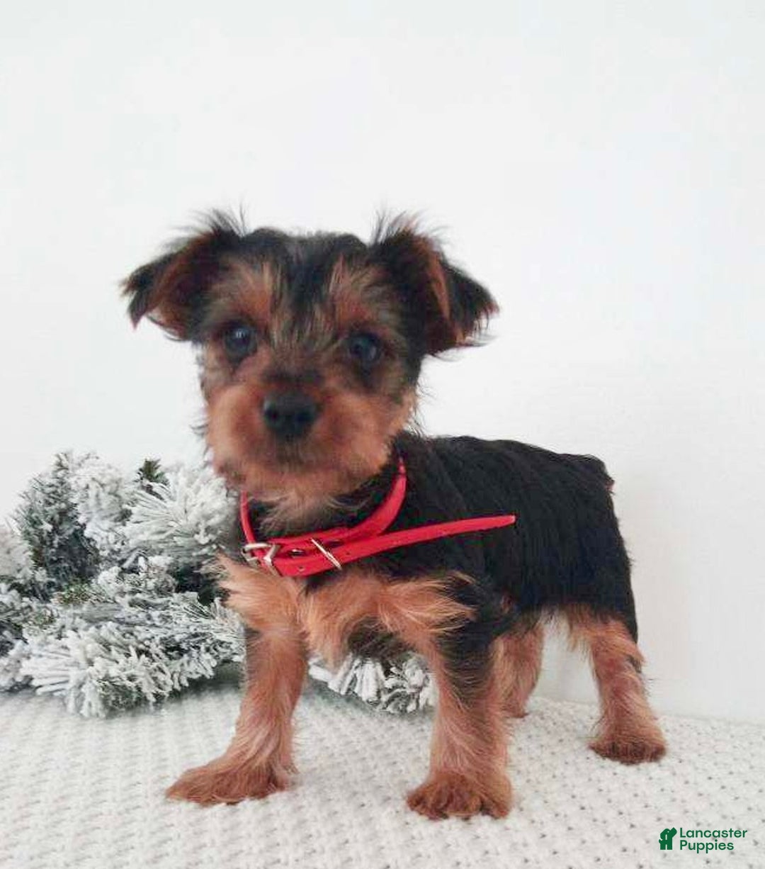 Yorkshire Terrier dogs for sale: Jerry - Ad 7