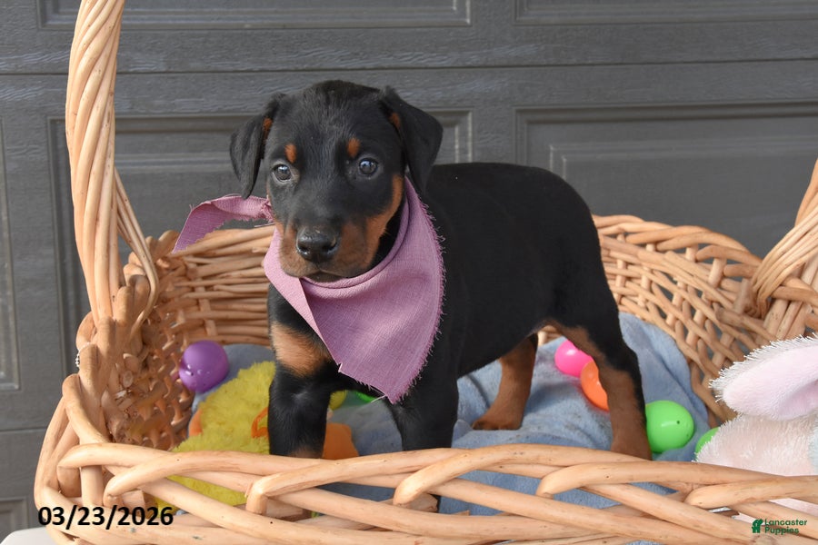 Doberman Pinscher dogs Cottontail - Ad 2